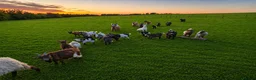 Goats livestock for sale: PYGMY GOAT AND NIGERIAN WETHERS in Accrington - Advert 1