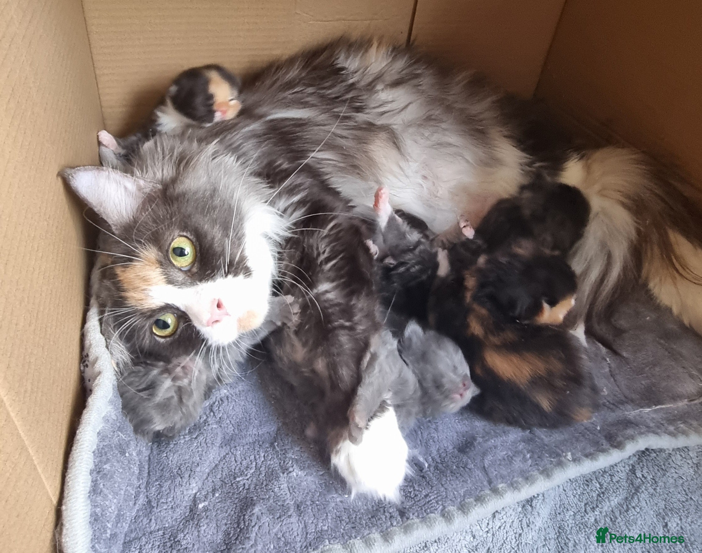 Maine Coon cats GCCF Pedigree Maine Coon Kittens  - Advert 2
