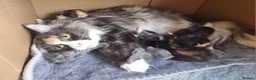 Maine Coon cats for sale: GCCF Pedigree Maine Coon Kittens  - Advert 2