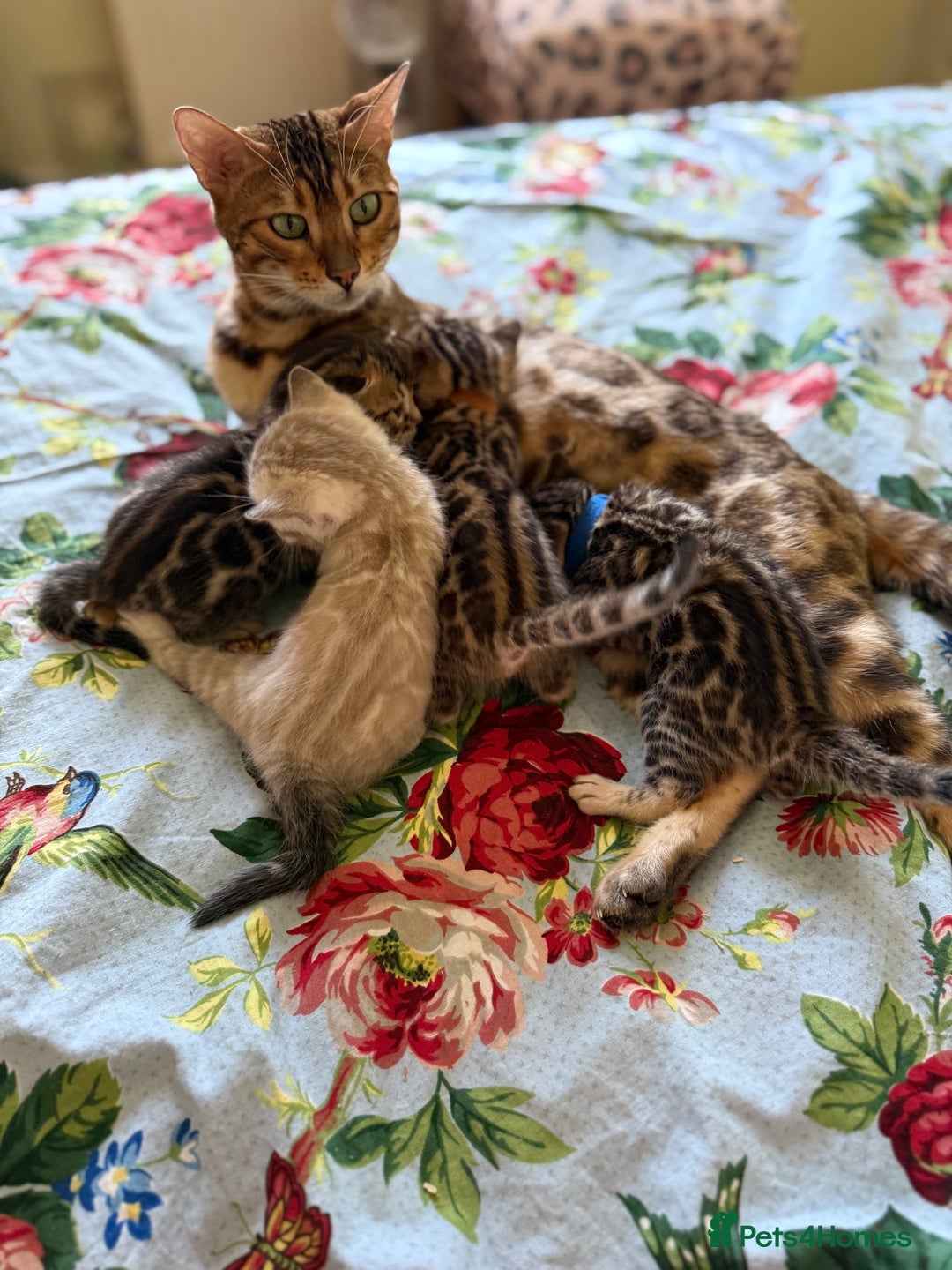 Bengal cats for sale: Stunning 🐾 Pedigree Bengal Kittens 🐆 TICA Reg - Advert 2
