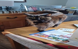 British Shorthair cats for sale: Two beautiful adult cats looking for forever homes - Image 2