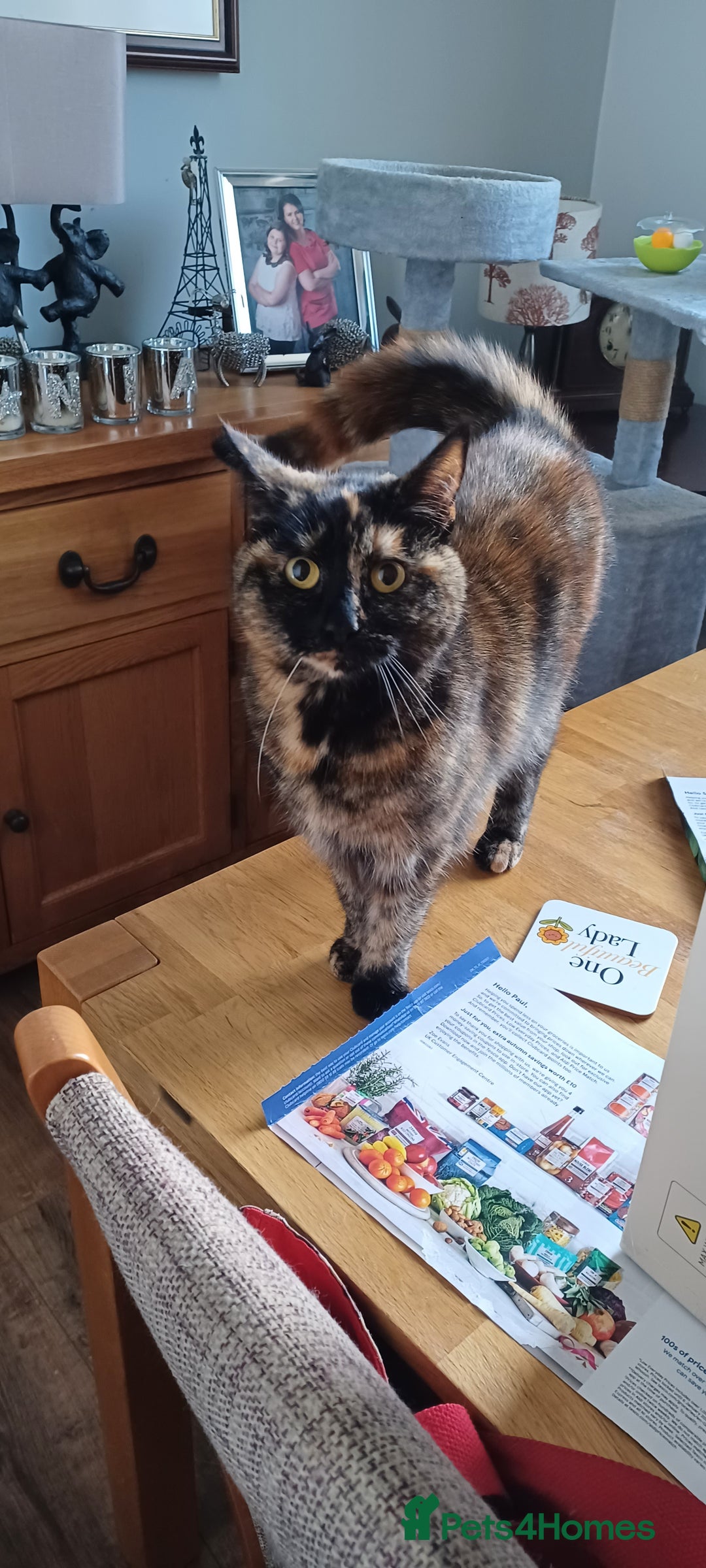 British Shorthair cats for sale: Two beautiful adult cats looking for forever homes - Image 2