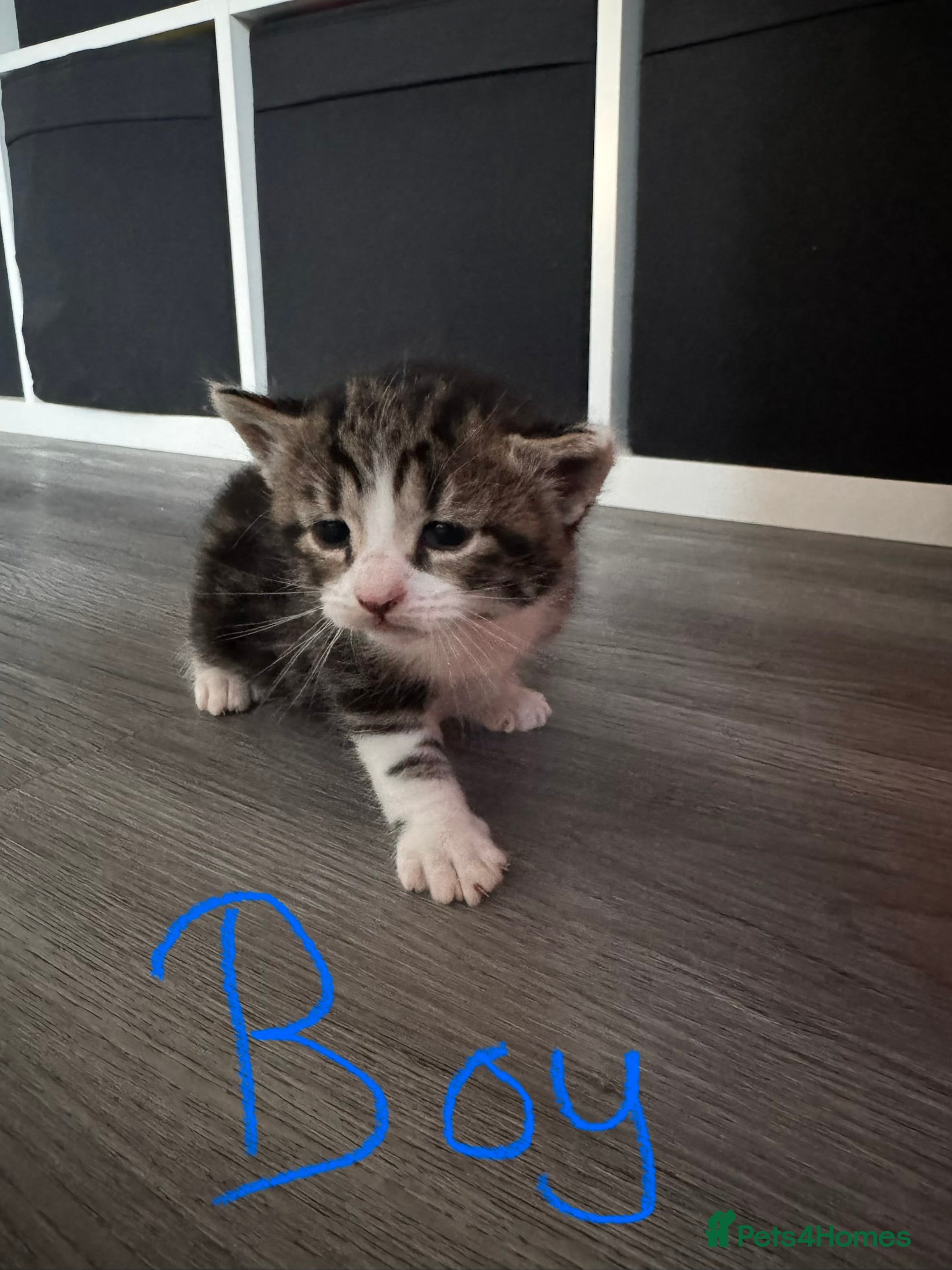 Mixed Breed cats for sale: 4 Adorable Kittens Looking For Forever Homes - Advert 3