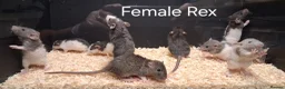Rat rodents for sale: Baby Dumbo Rat's available, Males & Females  - Advert 3