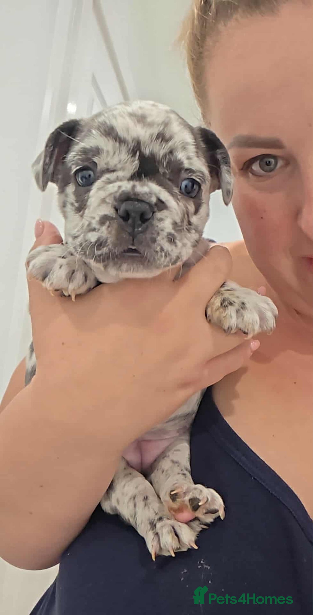 French Bulldog dogs for sale: French bulldog  - Image 9