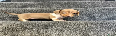 Miniature Dachshund Puppy 3