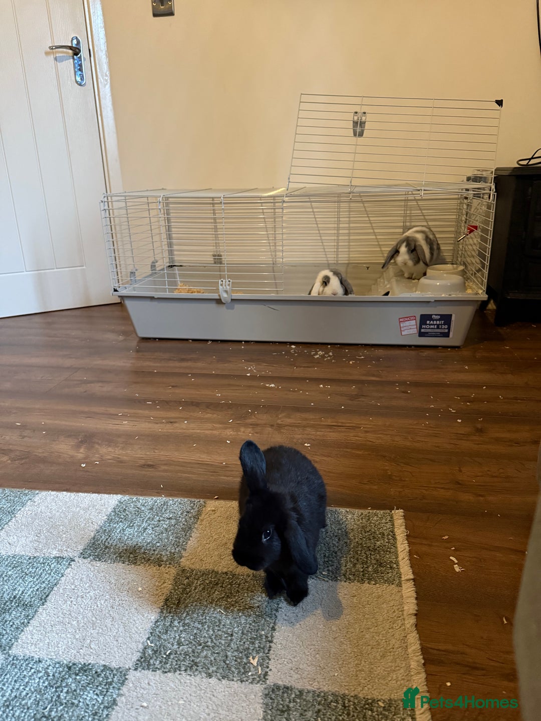 French Lop rabbits for sale: Lop bunnie  - Advert 2