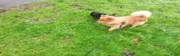 Mixed Breed dogs for adoption: Scotland:💙DEXTER💙ACTIVE,PLAYGUL, LOVING   - Advert 12