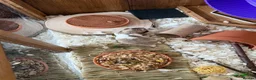 Hamster rodents for sale: Female Syrian hamster (WITH CAGE AND FULL SET UP) - Advert 4