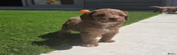 Cockapoo dogs for sale: Outstanding cockapoo puppies - Advert 11