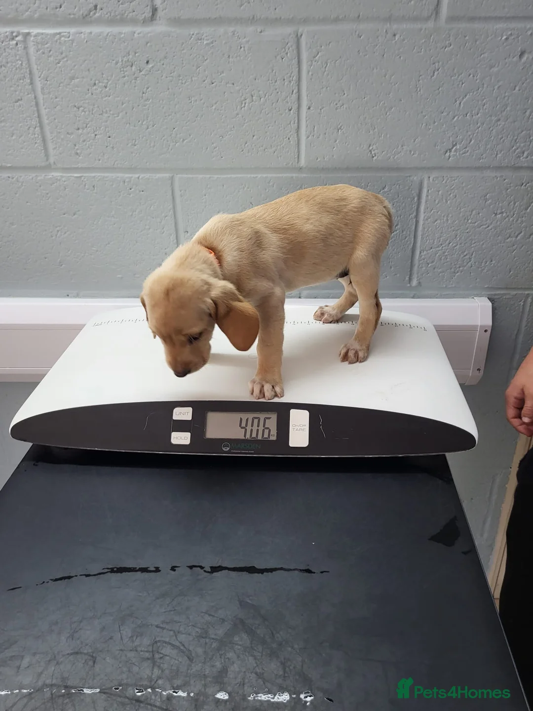 Springador dogs for sale: 4 more beautiful springador puppies left  - Advert 2