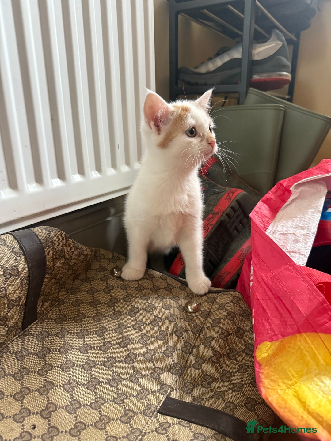 Domestic Shorthair cats for sale: 3 Adorable Ginger and White Kittens - Advert 4