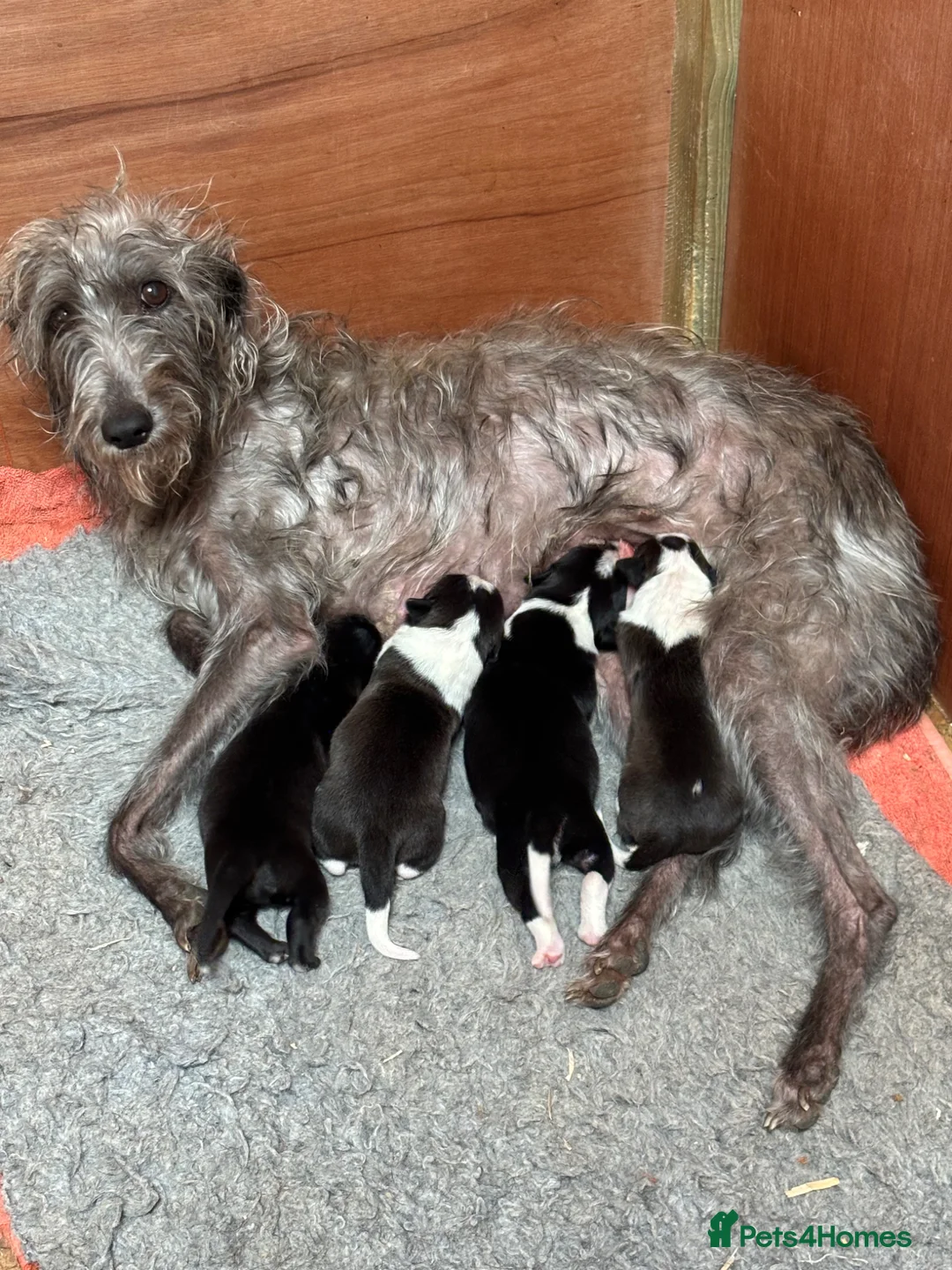 Mixed Breed dogs for sale: Whippet Collie puppies - Advert 2
