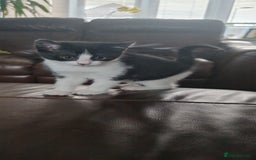 Domestic Shorthair cats for sale: Stunning Tuxedo shorthair kittens. - Image 2