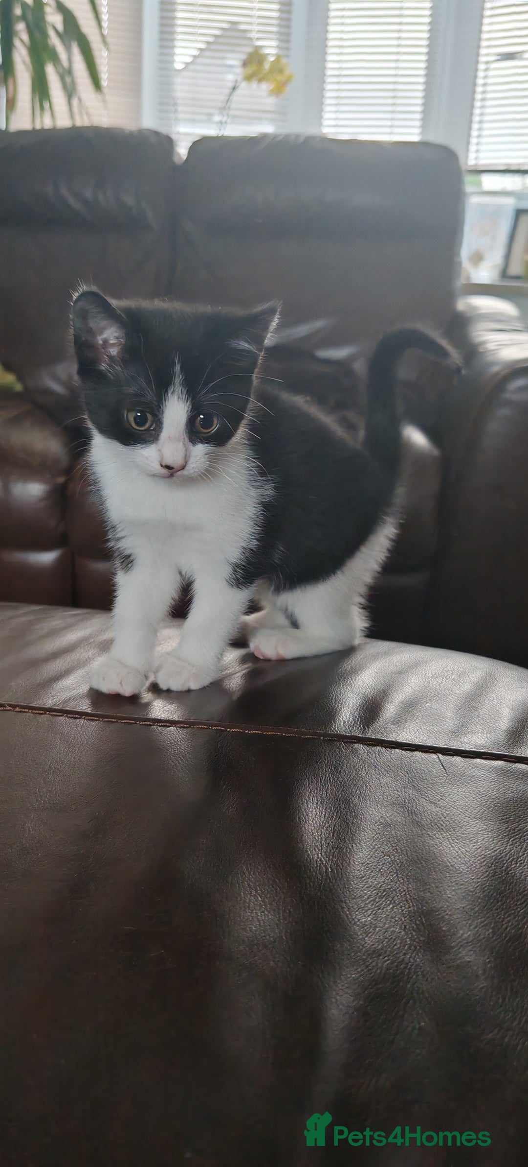 Domestic Shorthair cats for sale: Stunning Tuxedo shorthair kittens. - Image 2