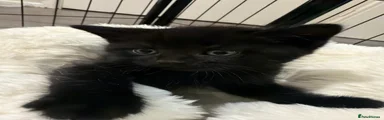 full black male