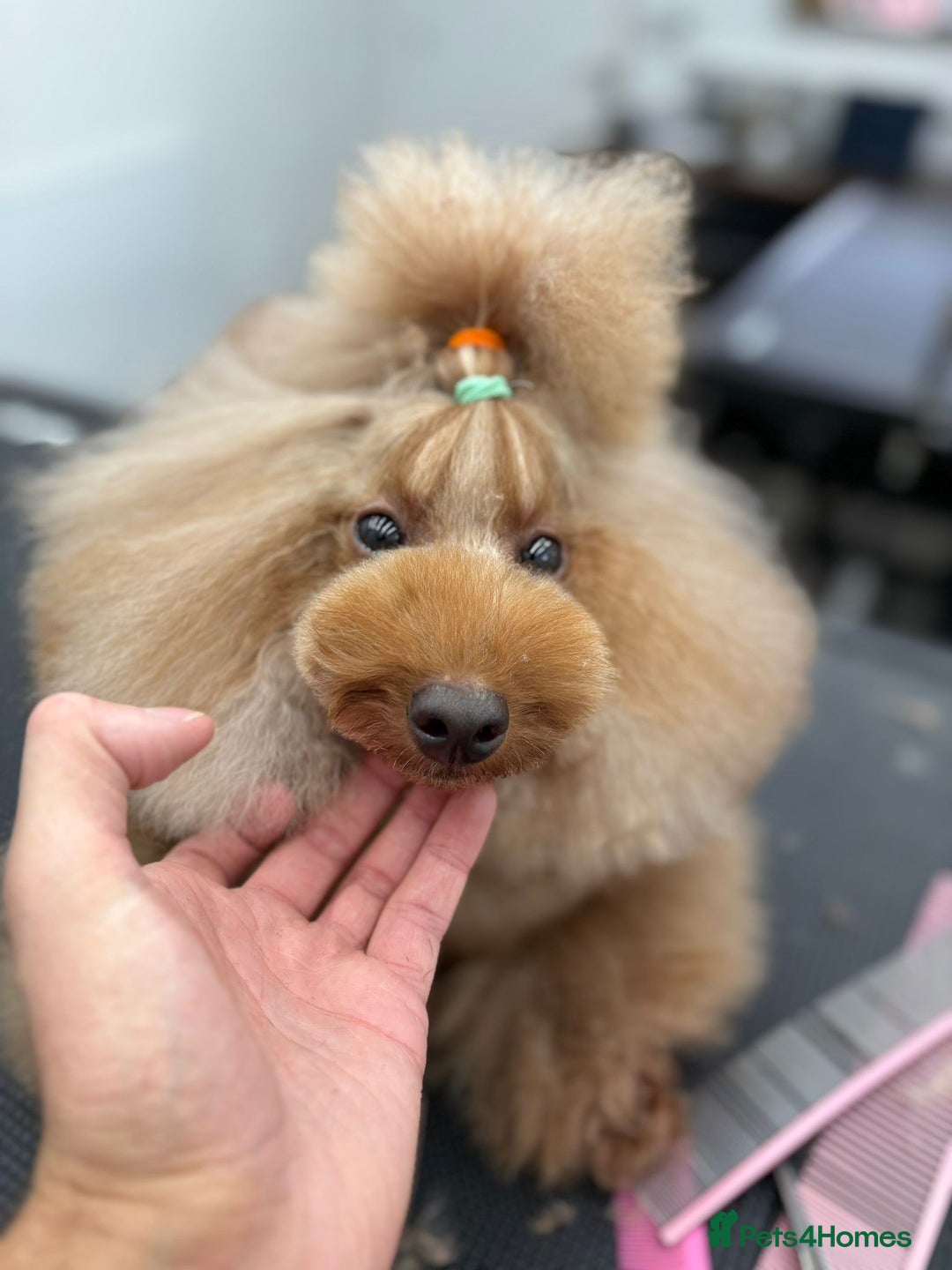 Cavapoo dogs for sale: Red F2B Cavapoo  - Image 9