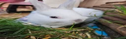 Netherland Dwarf rabbits for sale: Mixed baby bunny's  - Advert 11
