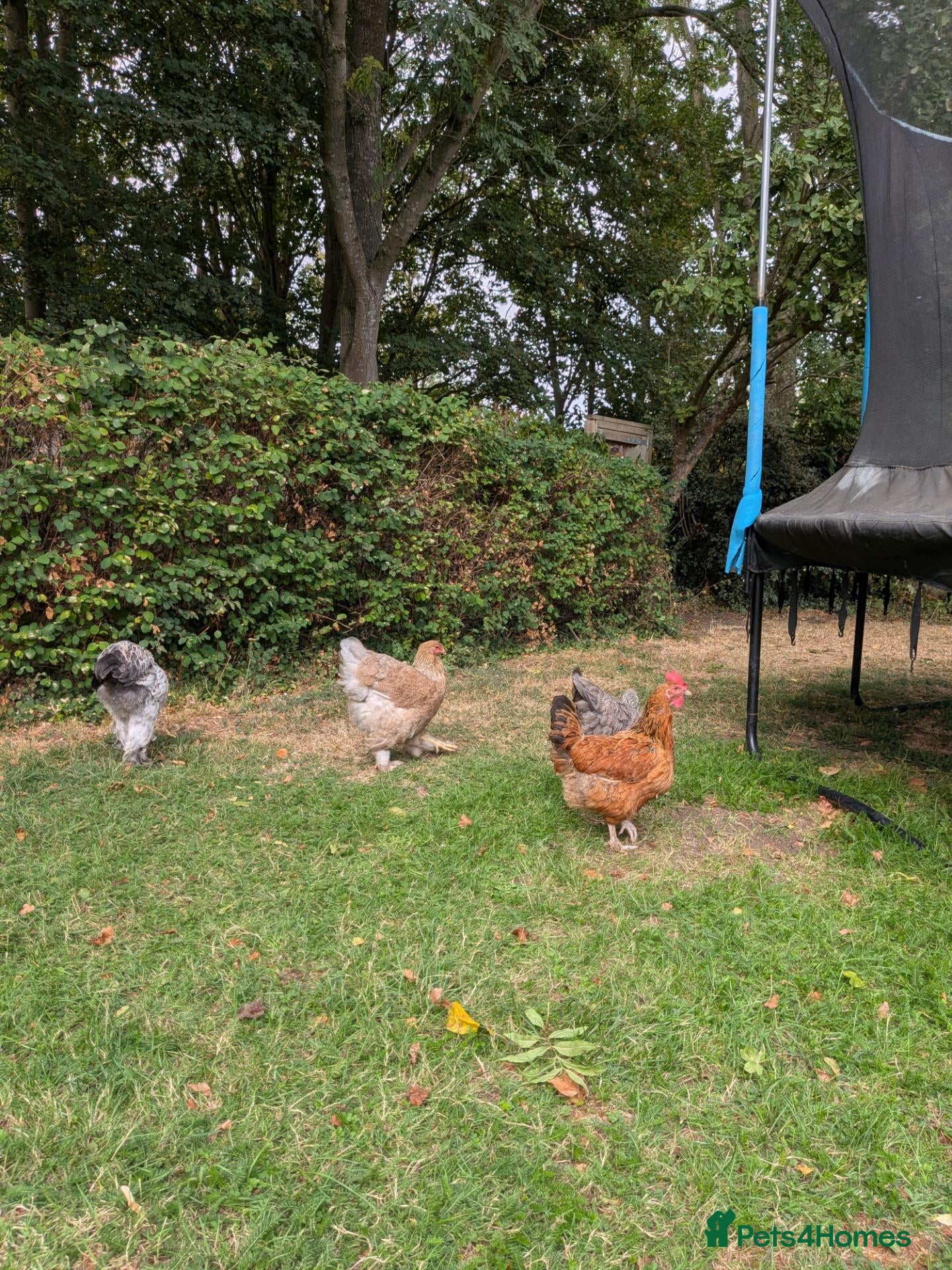 Chickens poultry Brahma Flock for Sale - Advert 1