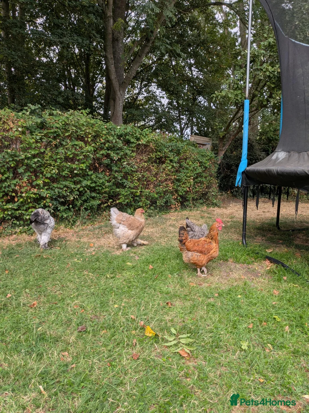 Chickens poultry for sale: Brahma Flock for Sale - Advert 1