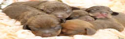 Miniature Dachshund dogs for sale: KC Miniature Dachshund Puppies - Advert 3