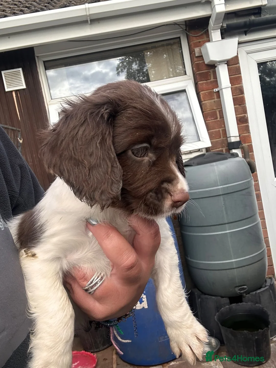 English Springer Spaniel dogs for sale: Kc reg ready now. English springer spaniel puppies - Advert 2