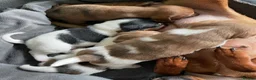 Jack Russell dogs for stud: Proven Jack Russell Stud - Advert 20