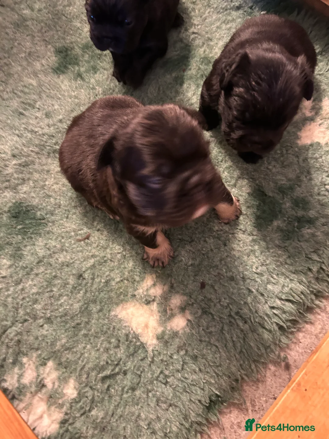 French Bulldog dogs for sale: Fluffy French bulldog puppies, 1 boy, 2 girls - Advert 4