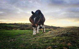 Irish Draught horses for sale: ID X  - Image 4