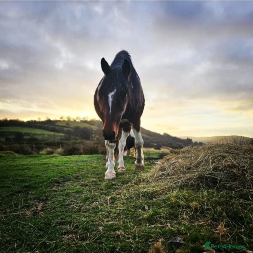 Irish Draught horses for sale: ID X  - Image 4