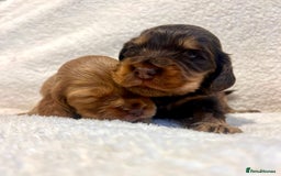 Cocker Spaniel dogs for sale: Show cockers champion bloodlines. simbawood lines. - Image 15