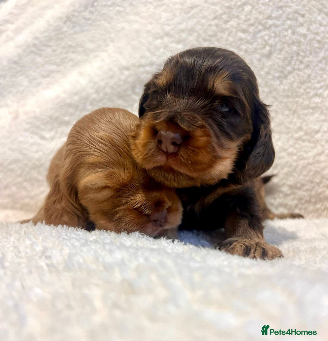 Cocker Spaniel dogs for sale: Show cockers champion bloodlines. simbawood lines. - Image 15