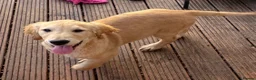 Golden Retriever dogs for sale: Beautiful KC dark gold healthy boys - Advert 6