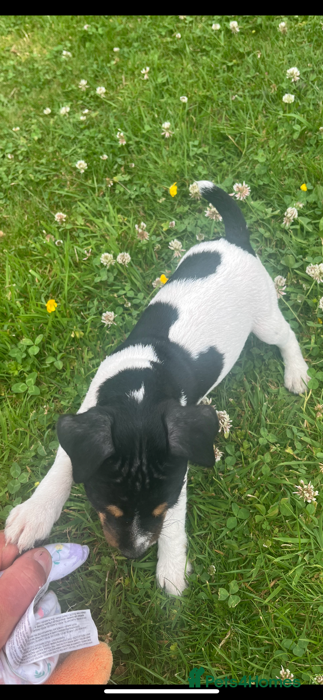 Jack Russell dogs for sale: JACKRUSSELL PUPPYS in Shrewsbury - Image 21