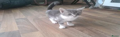 Kitten 1