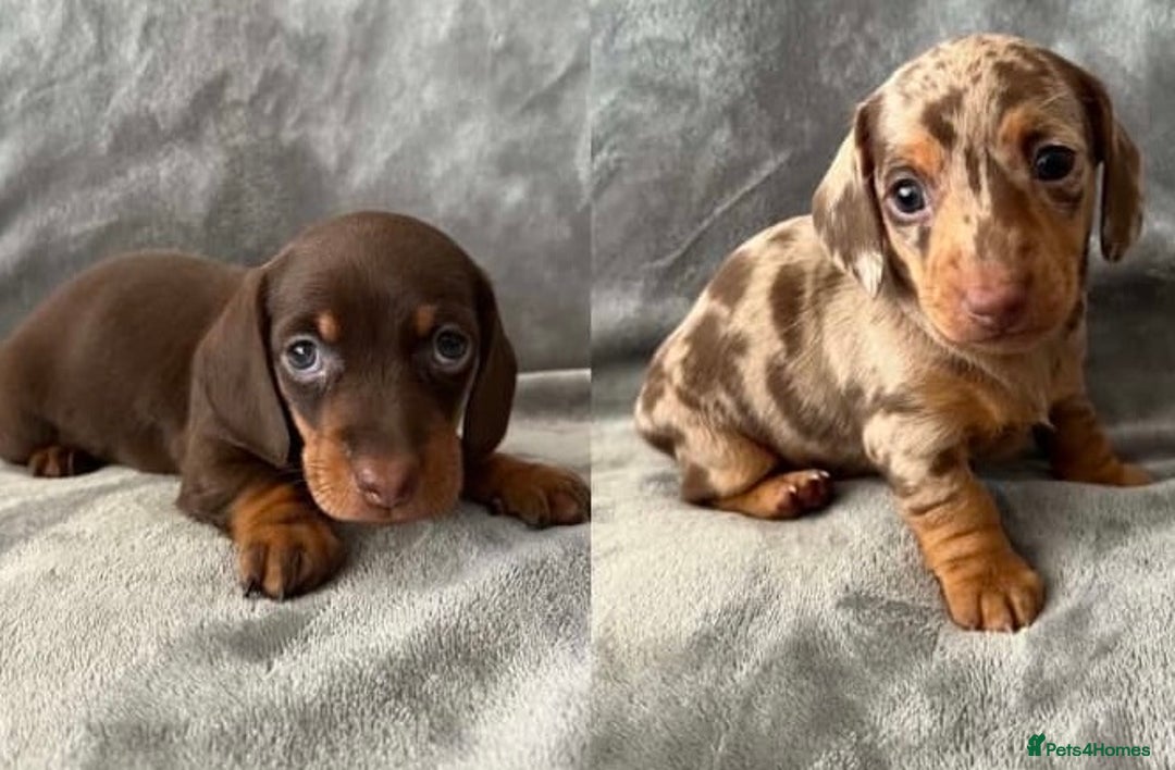 Miniature Dachshund dogs for sale: Clean and admirable doxie mini cuties dapples - Image 5