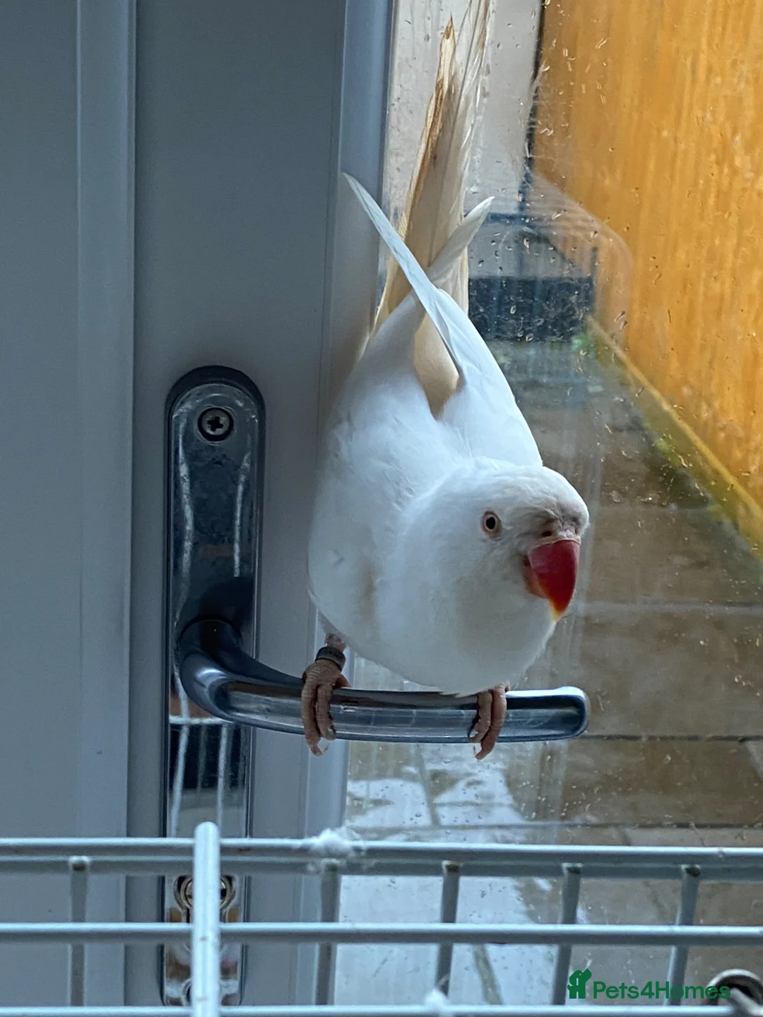 Parakeets birds for sale: Beautiful White Parakeet male Semi tame playful  - Advert 7