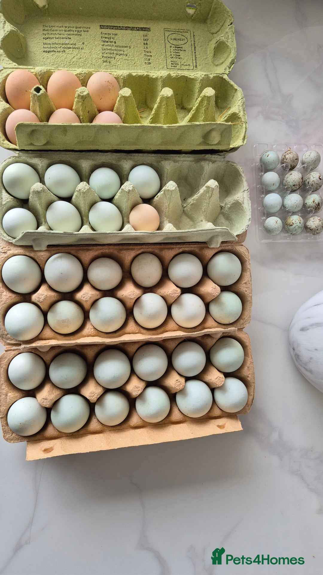 Quail poultry for sale: Jumbo celadon quail/Bantams chicks & more - Image 9