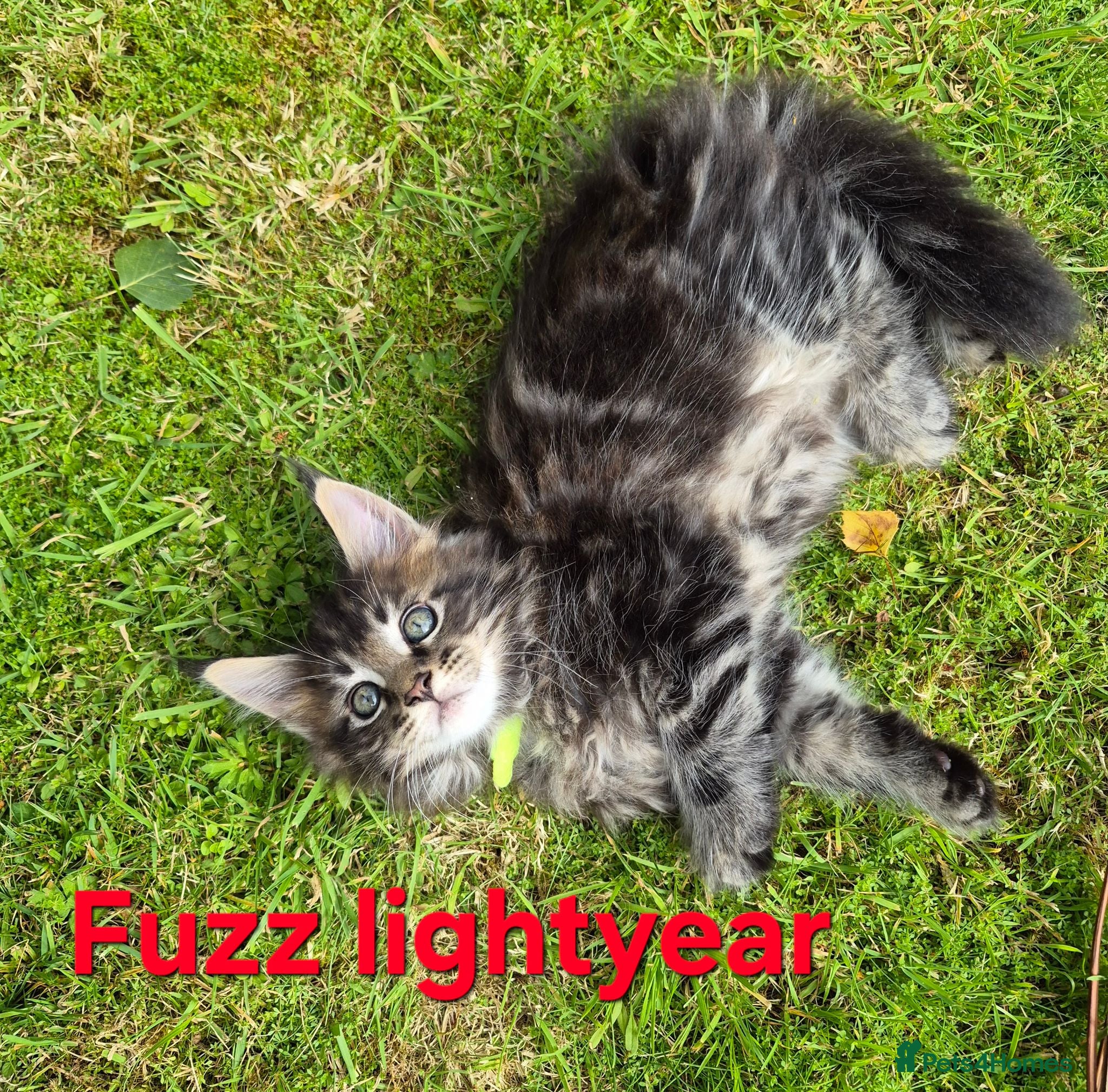 Maine Coon cats Beautiful maine coon kittens  - Advert 4