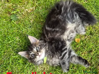 Maine Coon cats Beautiful maine coon kittens - Advert 11