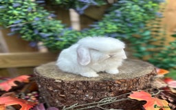 Mini Lop rabbits for sale: ⭐ VACCINATED PEDIGREE MINI LOP BUNNIES ⭐  - Advert 8