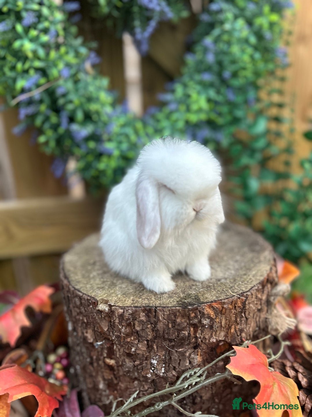 Mini Lop rabbits for sale: ⭐ VACCINATED PEDIGREE MINI LOP BUNNIES ⭐  - Advert 8