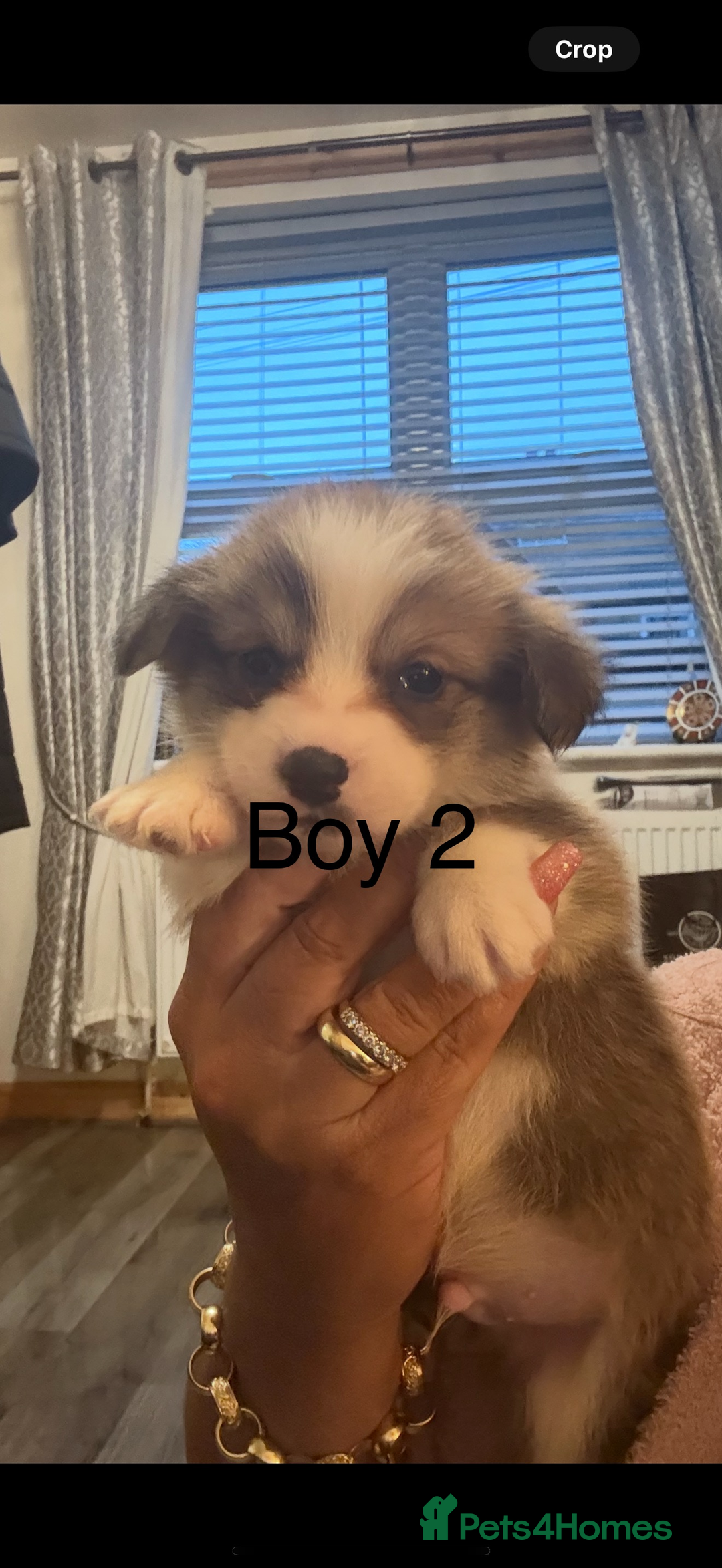 Welsh Corgi Pembroke dogs for sale: Kc reg Pembroke corgi babies available  - Advert 15