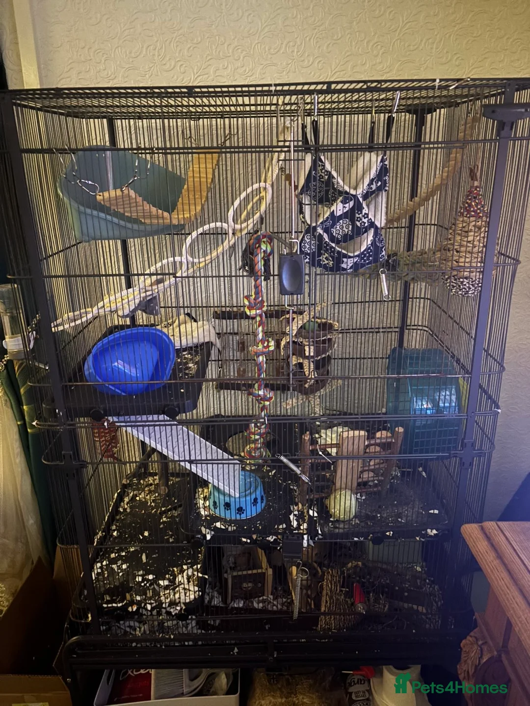 Rat rodents for sale: 2 male rats one small one big  - Advert 2