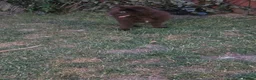 German Shepherd dogs for sale: German shepherd pups - Advert 4