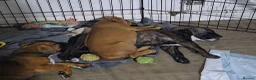 Mixed Breed dogs for sale: 2 Lurcher x Boxer puppies - Advert 22