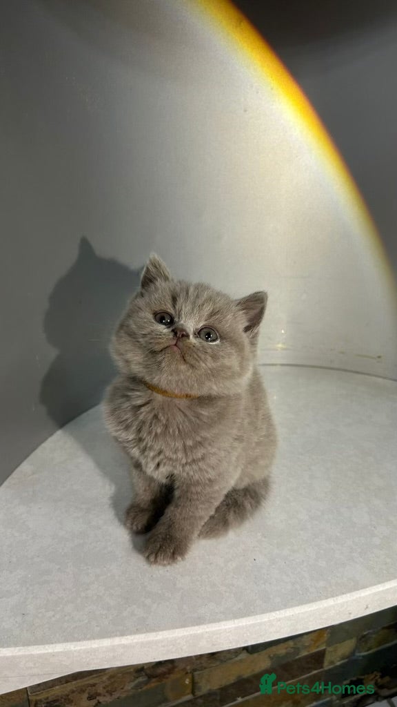 British Shorthair cats BRITISH SHORTHAIR 🩶 LILAC KITTENS - READY SOON  - Advert 2