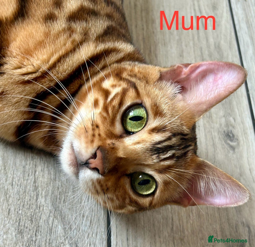 Bengal cats for sale: 6 Gorgeous Bengals kittens ready for reservation  - Image 26