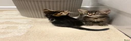 Mixed Breed cats for sale: Beauty Bengal Cross Kittens Looking for Their home - Advert 5