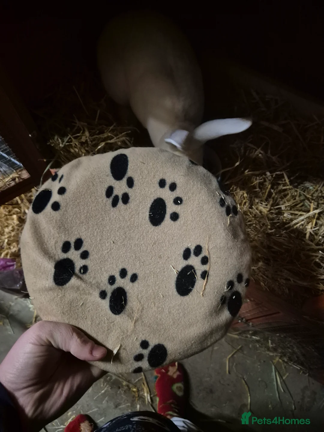 Rex rabbits for sale: Pedro - REW BUCK STANDARD REX - Advert 11